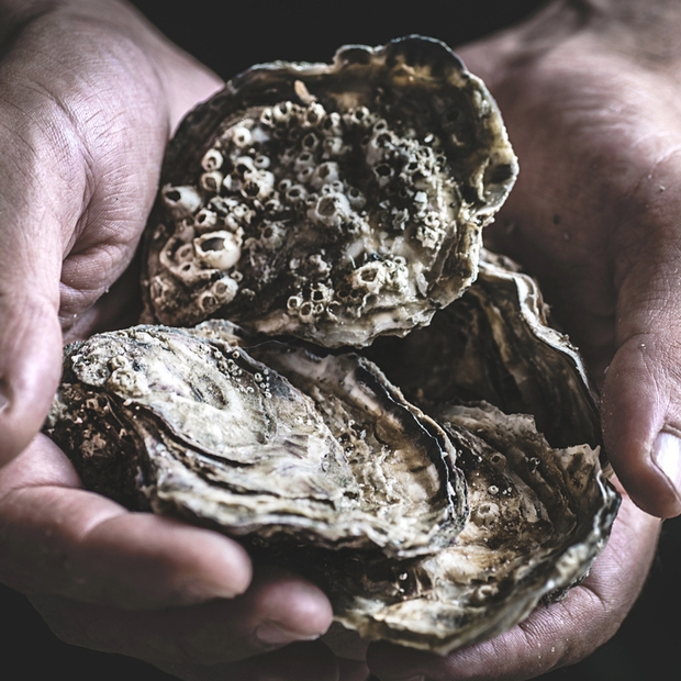 Oyster_1_ _1_.jpg Oyster_1_ _1_.jpg